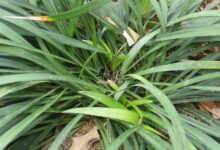 麦冬如何正确泡水喝-茗扬网