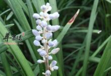 麦冬泡水喝的五大禁忌-茗扬网