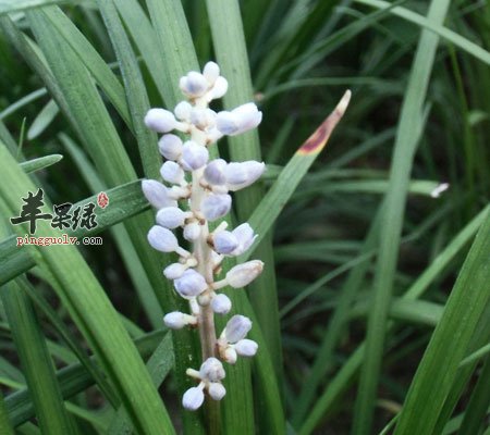 麦冬泡水喝的五大禁忌