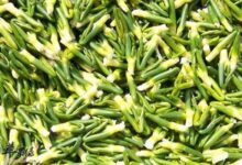 莲子心泡水的功效以及副作用-茗扬网