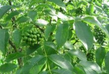 胖大海和西青果可以一起泡水喝吗-茗扬网