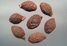 胖大海泡水的效果怎么样呢-茗扬网