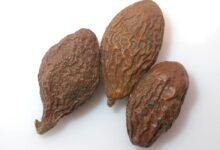 来看看胖大海是茶叶吗-茗扬网