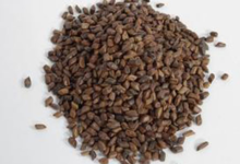 决明子泡茶有什么功效呢-茗扬网