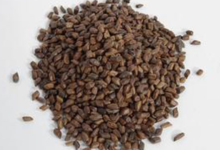 决明子泡水喝的功效禁忌分别是什么呢-茗扬网