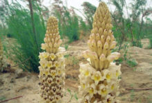 问肉苁蓉可以泡水喝吗-茗扬网