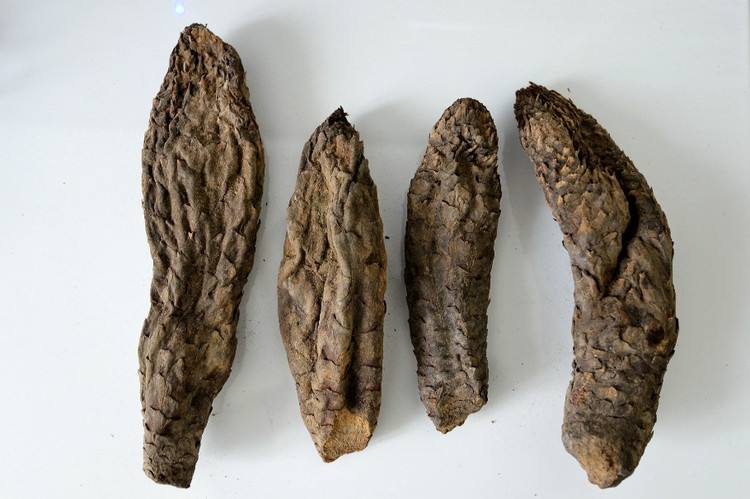 肉苁蓉汤茶的功效你了解多少