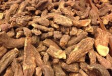 关于肉苁蓉泡水喝的功效-茗扬网