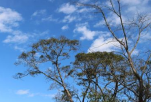 肉苁蓉茶适合什么人喝？-茗扬网