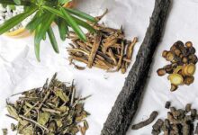 肉苁蓉泡什么茶 肉苁蓉茶的正确泡法-茗扬网