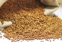 苦荞茶什么时候喝   可以降火吗-茗扬网