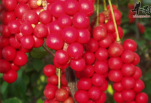 五味子泡水喝的保健功用讲解-茗扬网