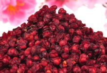 刺五加和五味子泡水喝的功效-茗扬网