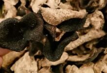 看看过去历史上新会人是怎样保存陈皮的？-茗扬网