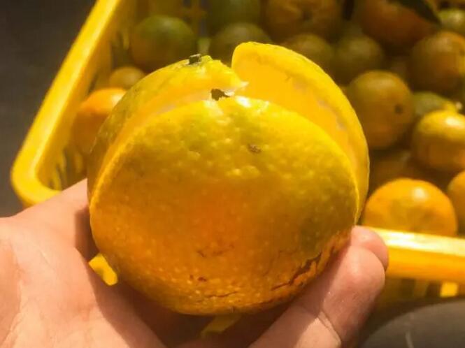 同样都是柑橘皮，为啥新会陈皮就这么金贵？