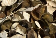 浅谈新会陈皮的好坏等级与分类-茗扬网