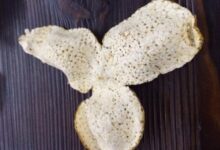 新会陈皮最常问的问题-茗扬网