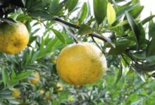 新会陈皮越陈越香的科学依据-茗扬网