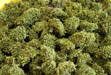 三七花泡水喝的三大禁忌-茗扬网