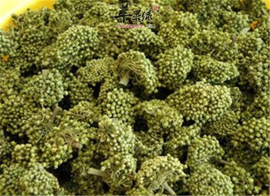 三七花泡水喝的三大禁忌