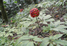 三七花泡水喝都有哪些食用功效-茗扬网