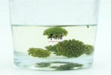 三七花泡水的五种功效不可错过-茗扬网