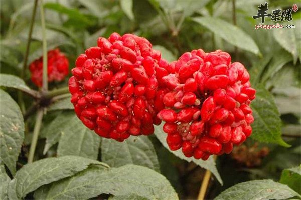 三七花适宜人群以及泡水功效