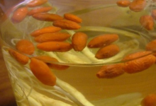 枸杞子泡水喝的功效和副作用-茗扬网