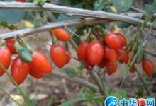 枸杞子怎么吃及枸杞子泡水喝的功效-茗扬网