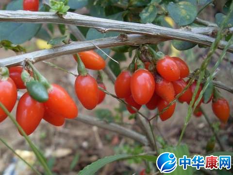 枸杞子怎么吃及枸杞子泡水喝的功效