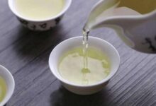 苦丁茶的功效与作用和禁忌-茗扬网