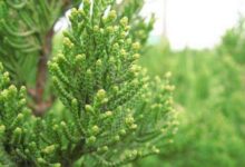 侧柏叶苦丁茶桑叶洗头-茗扬网