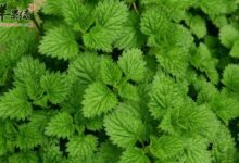 薄荷叶泡水既能清热解毒又助消化-茗扬网