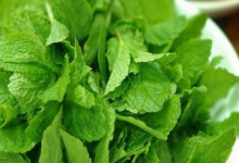 孕妇可以喝薄荷叶泡的水吗-茗扬网