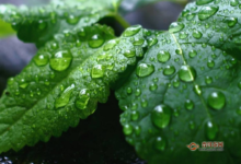 薄荷叶茶怎么喝才减肥，薄荷叶茶的功效-茗扬网