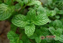 薄荷叶泡水喝的方法-茗扬网