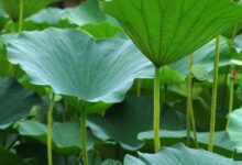 神奇的荷叶茶能减肥吗-茗扬网