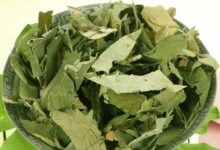 冬瓜皮荷叶茶能减肥是真的吗-茗扬网