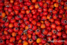 山楂泡水喝的功效与副作用-茗扬网