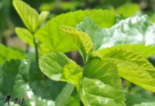 桑叶泡水喝的4种神奇功效-茗扬网