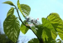 桑叶泡水去黄褐斑吗-茗扬网