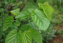 桑叶泡水喝的功效都有哪些-茗扬网