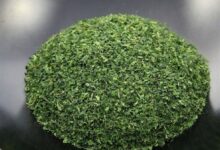 桑叶茶图片有什么特点-茗扬网