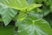 玉竹桑叶泡水喝的功效与作用-茗扬网