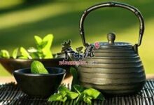 绿茶和桑叶茶具有稳定血糖的作用-茗扬网