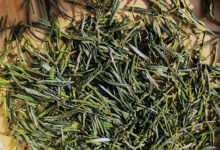 安徽黄山有什么茶比较出名-茗扬网