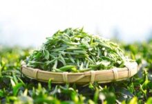 四川蒙顶茶种类(蒙顶茶园在哪里)-茗扬网