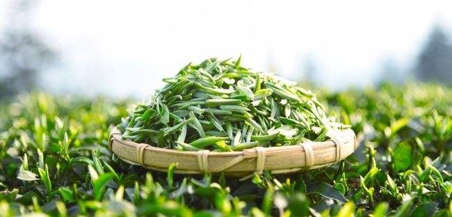四川蒙顶茶种类