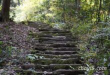 都江堰什么茶出名(都江堰修建于什么时期)-茗扬网