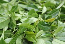 什么是春茶、头采茶、头春茶、明前茶、雨前茶(春茶哪个时节的茶最好)-茗扬网